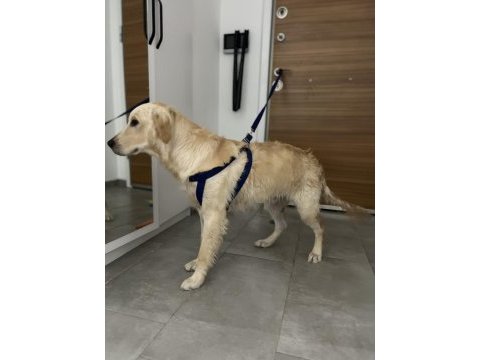 7 aylık erkek orjınal golden retriever