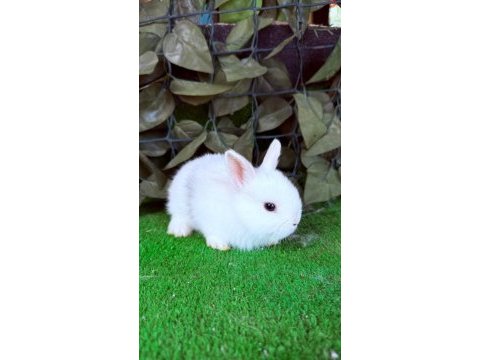 Safkan hollanda cücesi tavşanlar