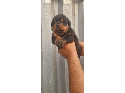 Macar kafa rottweiler yavrularım