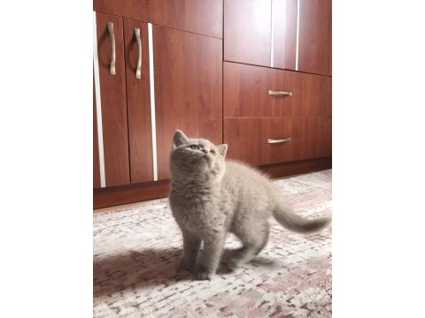 Lilac british shorthair