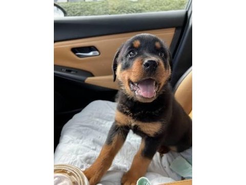 Ruhsatlı köpek çifliğinden rottweiler yavrular a scrli