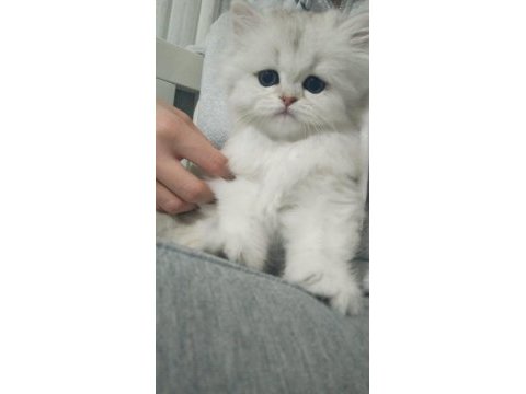 Son bir dişi pamuk british longhair