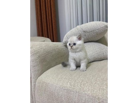 Koca kafa kedilerimiz aa kalıte safkandır