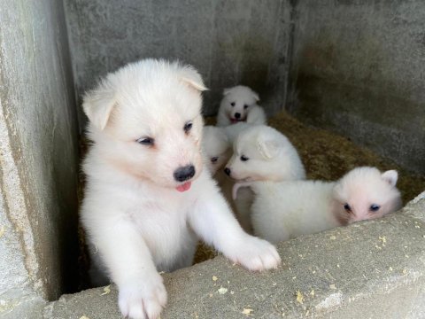Orjinal samoyed
