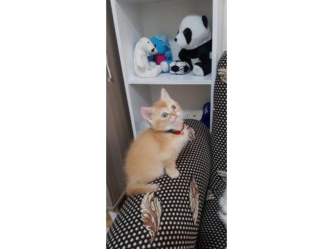 Sarışın british shorthair oğlumuz