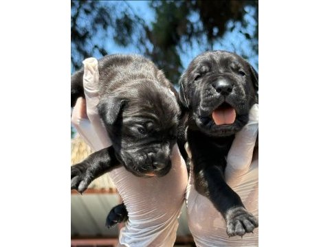 Sevimli cane corso yavrularımız