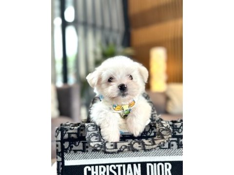 Büyümeyen boy 2 kg garantili kore maltese köpekler