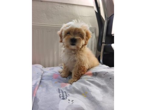 Maltipoo yavrularımız