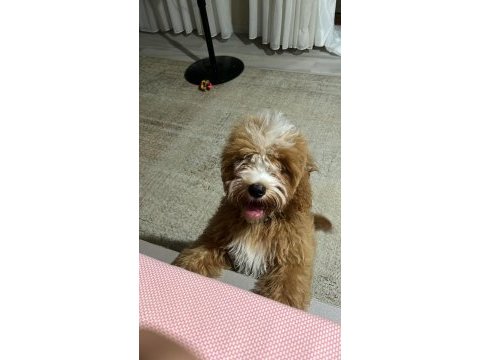 Maltipoo dişi yavru