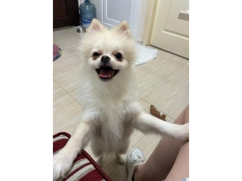 Çok şirin ve çok tatlı pomeranian