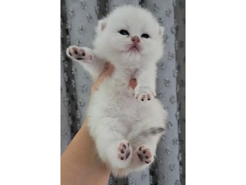 Silver ns11 dişi full şecereli british shorthair
