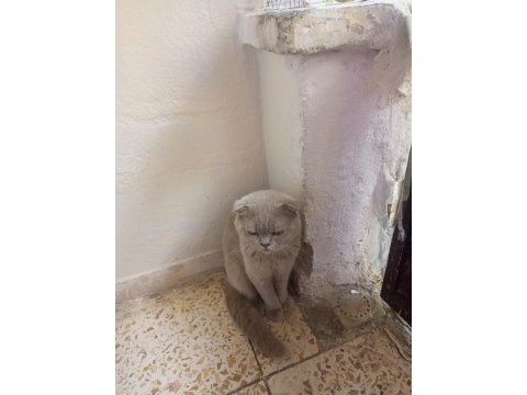 Evcil eğitimli çok akıllı kedimiz