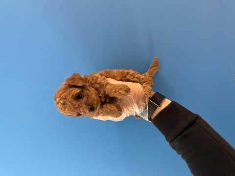 Orjinal toy poodle bebeklerimiz