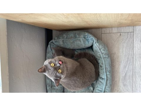 British shorthair 4 yavru