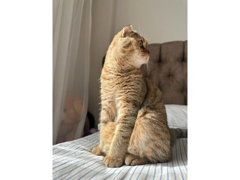 Erkek scottish fold