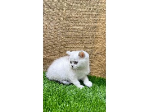 4 adet dişi british shorthair yavrumuz yeni yuvasını arıyor