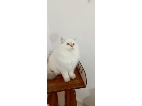 British longhair yakışıklı prens adayı