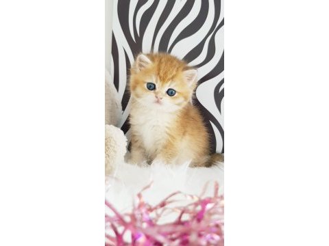 Ankaranın en kaliteli golden british shorthair yavruları