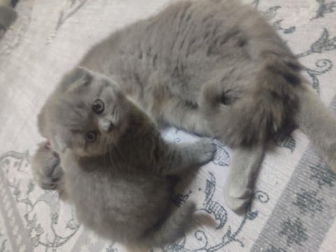Orjinal şecereli kediler yuvalarını arıyor
