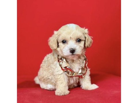 0 numara en mini boy maltipoo yavrular