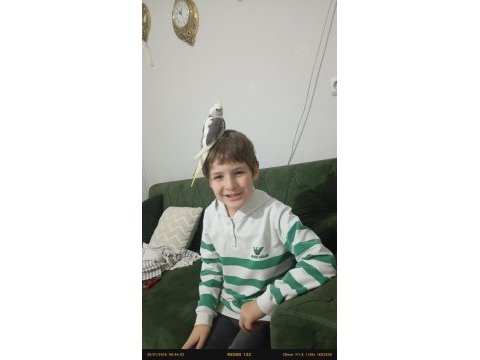 Ele alışkın yavru sultan papağanı