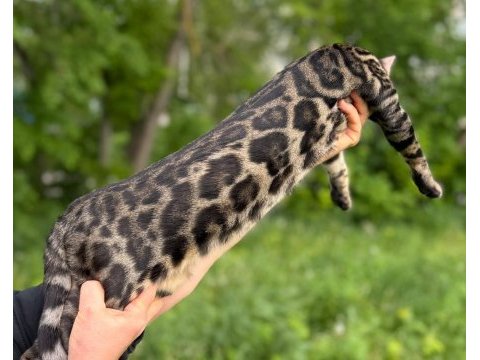 A kalite bengal kedisi erkek