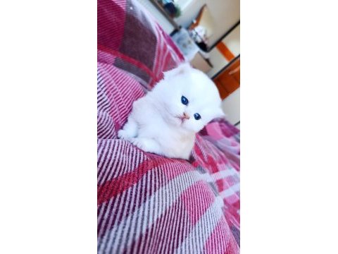 British longhair 60 günlük