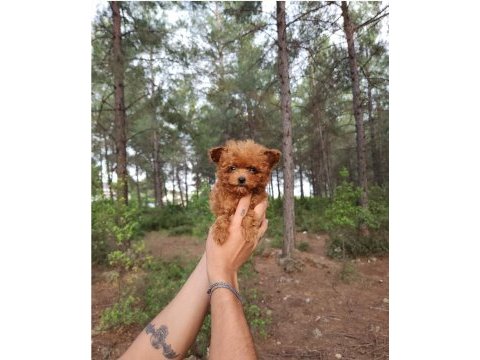 Toy poodle köpekleri antalya