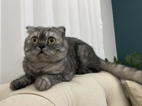 11 aylık gri çizgili scottish fold