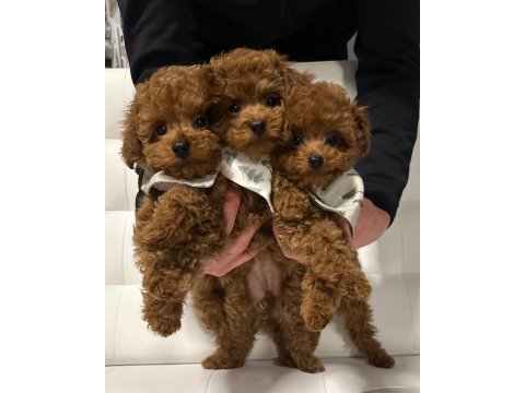 Sevimli minik toy poodle yavrular