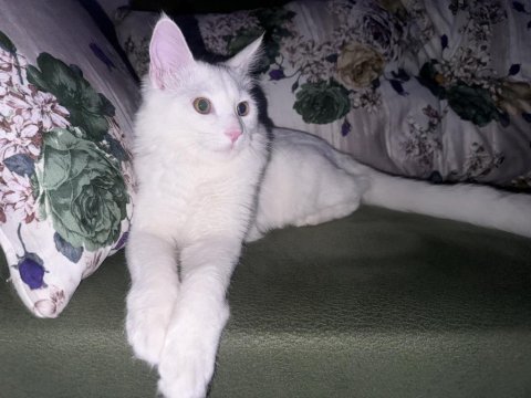 Chinchilla van kedisi kırması