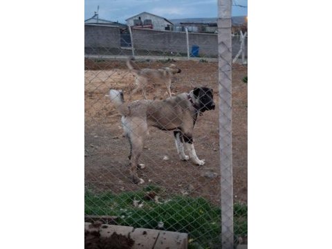 Panter gibi yavru köpekler hazır