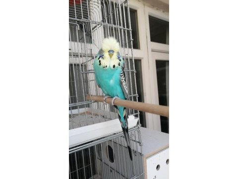 Üst vasıf sarı surat show jumbo muhabbet kuşu