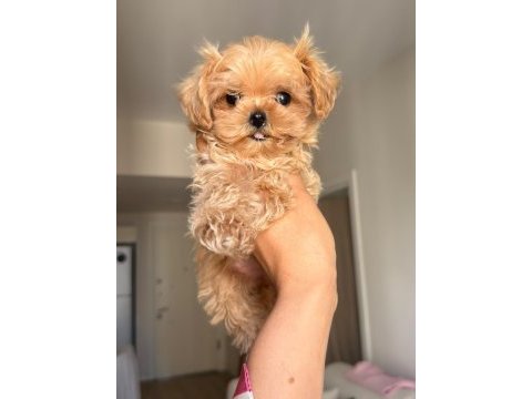 Anne babadan orijinal köre maltipoo