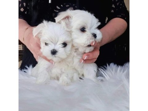 1.250gr morkie uygun