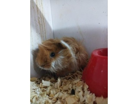 Mükemmel sağlıkta sevimli ginepig yavrularımız