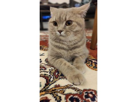 9 aylık uysal scottish fold kedisi