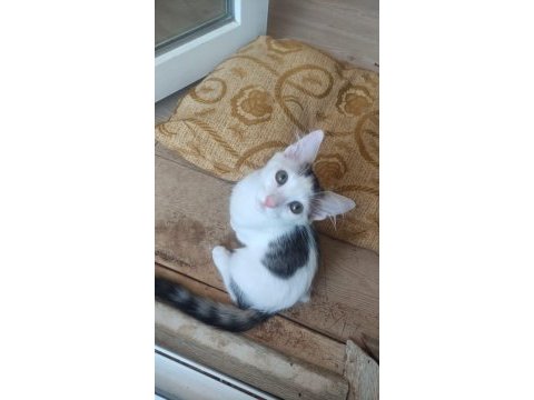 4 aylık yavru kediler