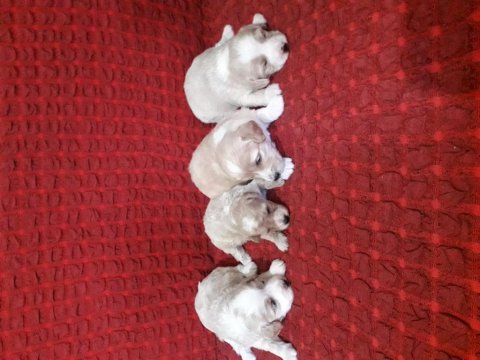 Maltipoo bebeklerimiz