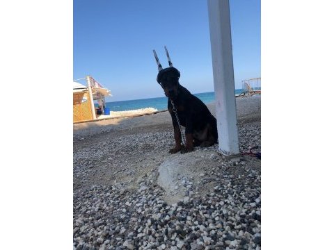 A clas fcı kıf şecereli doberman son yavru