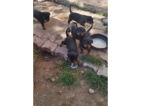 Rottweiler yavrular