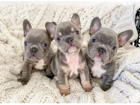 French bulldog yavrularımız