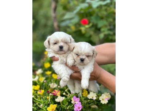 Korea teacup maltese sağlık garantili bebeklerimiz