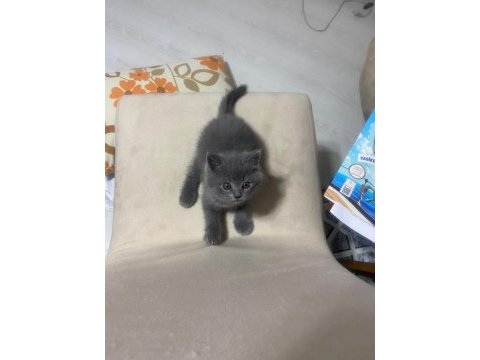 British shorthair yavrular