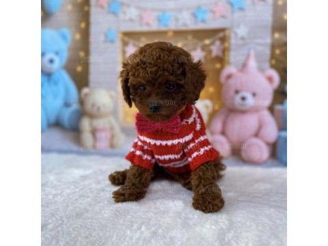 Toy poodle köpeği yavrular