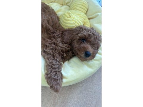 Toy poodle erkek 2 aylık