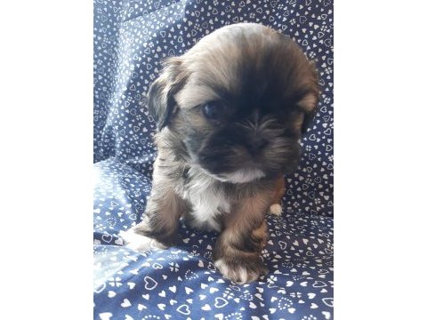 Anne ile baba safkan shih tzu yavru