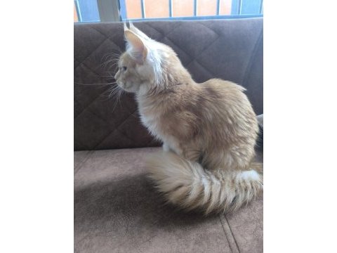 Safkan dişi maine coon