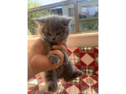 2 aylık britsh shorthair