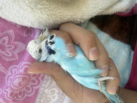 Muhabbet kuşu çift